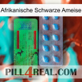 African Black Ant new03